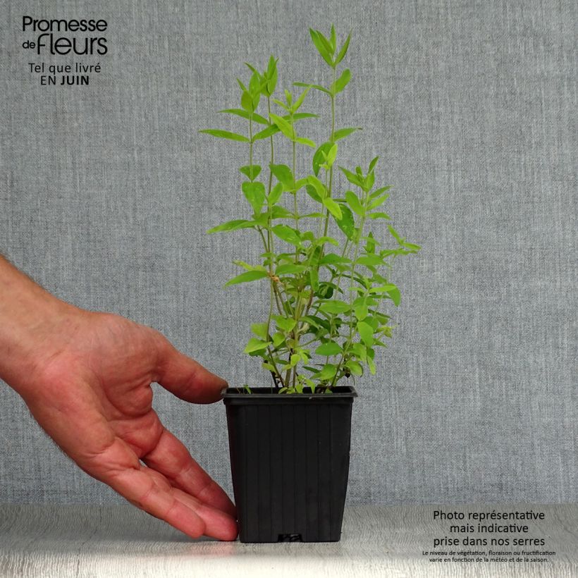 Esimerkki kesällä toimitetusta Huiskuvuoriminttu - Pycnantemum pilosum 8/9 cm taimiruukku-taimesta