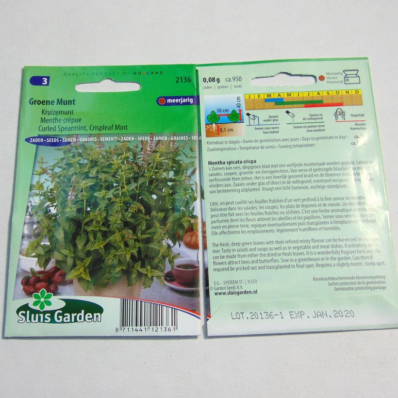 Esimerkki toimitetusta Menthe frisée ou crépue - Mentha spicata Crispa per pack of 1800 seeds-taimesta