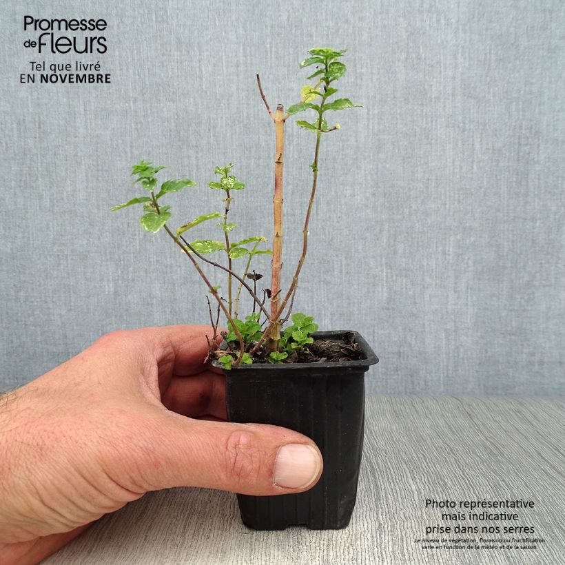 Esimerkki syksyllä toimitetusta Mintut Nannah 7/8 cm taimiruukku-taimesta