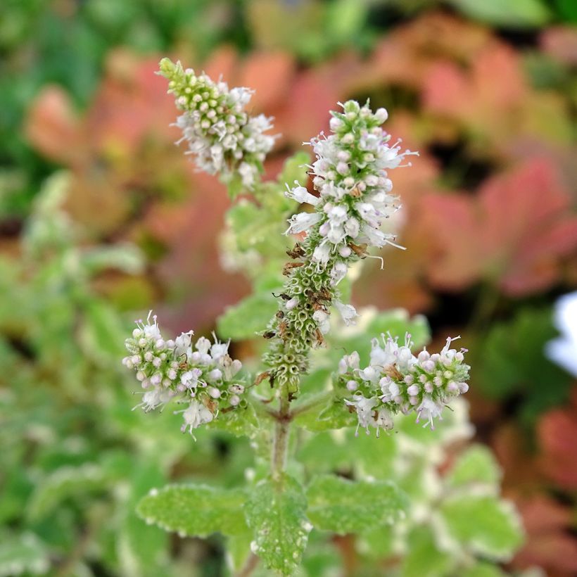 Pyöröminttu Variegata (Kukinta)