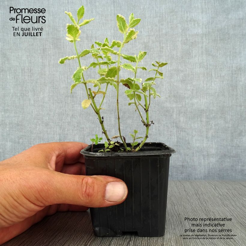 Esimerkki kesällä toimitetusta Pyöröminttu Variegata 8/9 cm taimiruukku-taimesta