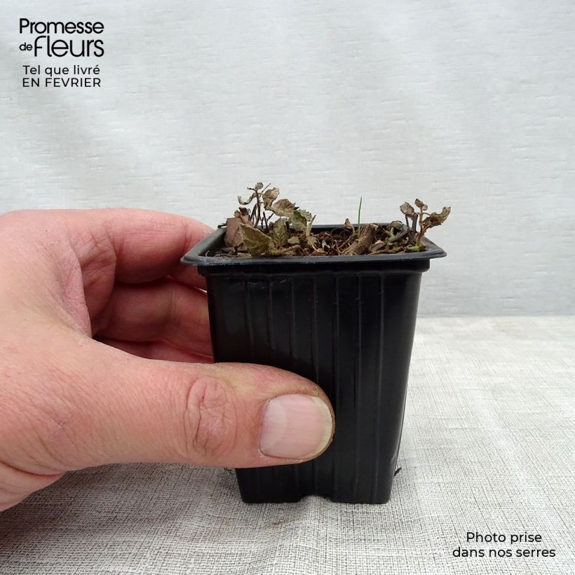 Esimerkki talvella toimitetusta Pyöröminttu Pinedo 10 cm/11 cm ruukku-taimesta