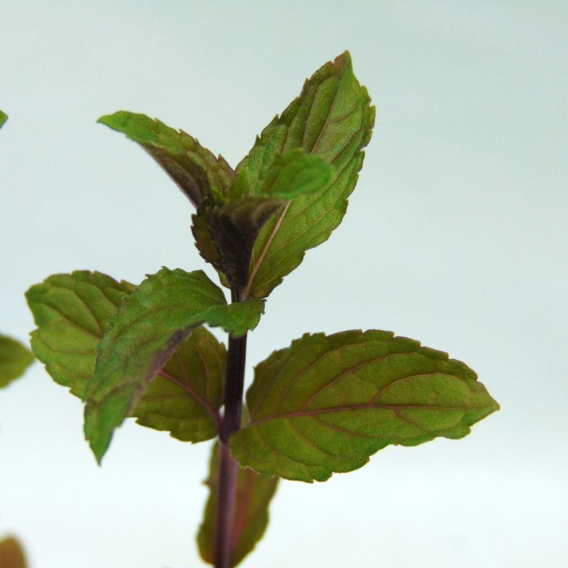 Piparminttu - Mentha piperita (Lehvistö)