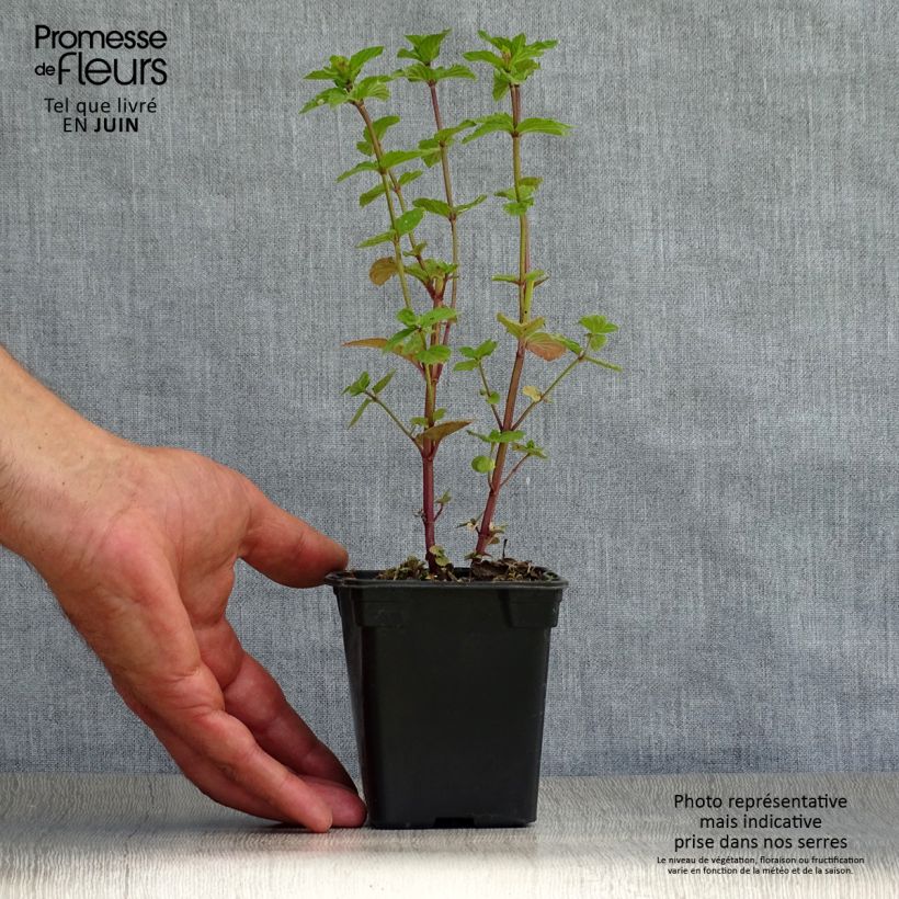 Esimerkki kesällä toimitetusta Piparminttu - Mentha piperita 8/9 cm taimiruukku-taimesta
