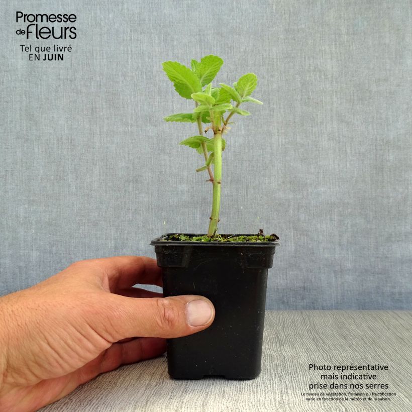 Esimerkki kesällä toimitetusta Pyöröminttu Applefruit 8/9 cm taimiruukku-taimesta