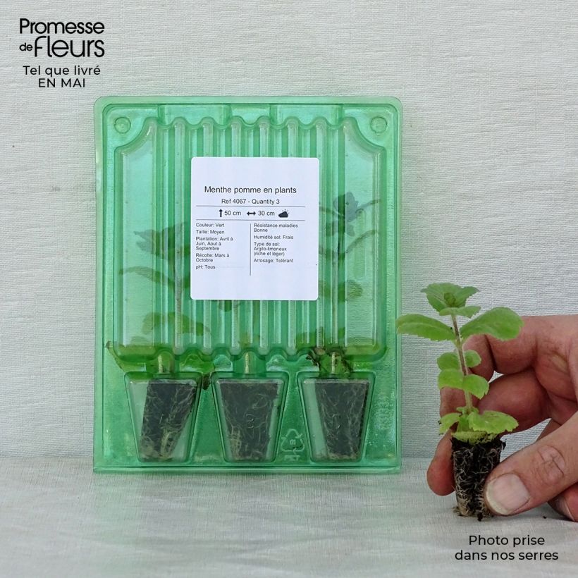 Esimerkki keväällä toimitetusta Pyöröminttu Applefruit Minipaakku Ø 3/4 cm-taimesta