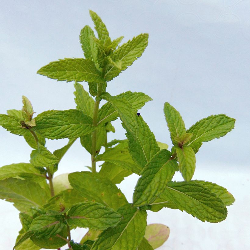 Mintut luomu taimena - Mentha spicata (Lehvistö)