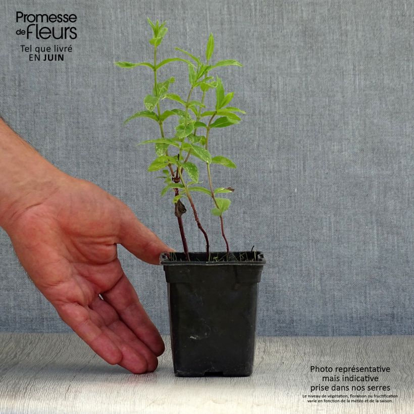 Esimerkki kesällä toimitetusta Mintut luomu taimena - Mentha spicata 8/9 cm taimiruukku-taimesta