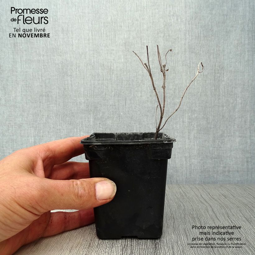 Esimerkki syksyllä toimitetusta Mintut luomu taimena - Mentha spicata 8/9 cm taimiruukku-taimesta