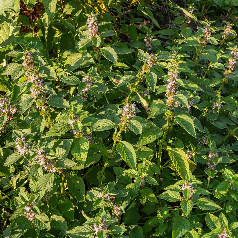 Rantaminttu Thai (Kasvutapa)