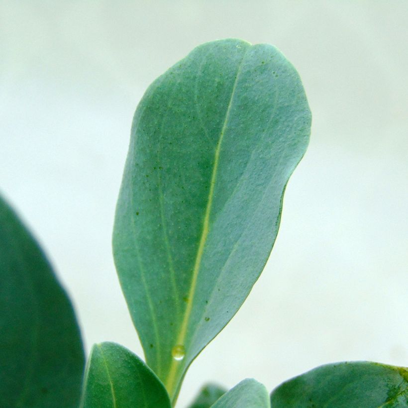 Merihalikka - Mertensia maritima (Lehvistö)