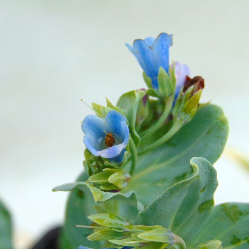 Merihalikka - Mertensia maritima (Kukinta)