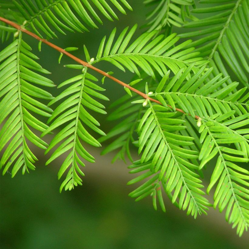 Kiinanpunapuu - Metasequoia glyptostroboides (Lehvistö)