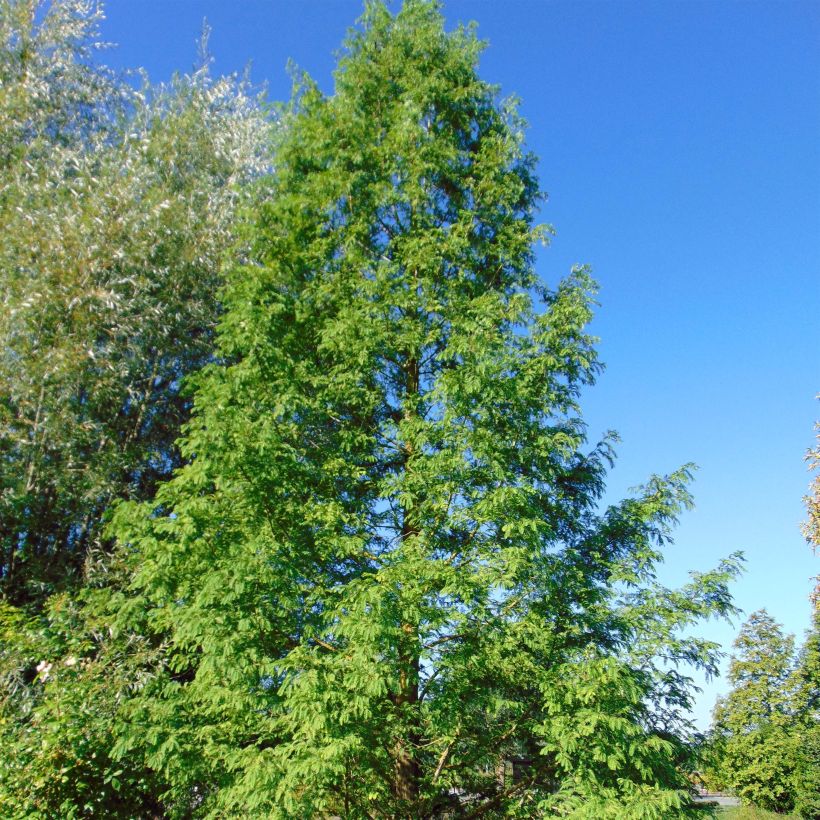 Kiinanpunapuu - Metasequoia glyptostroboides (Kasvutapa)