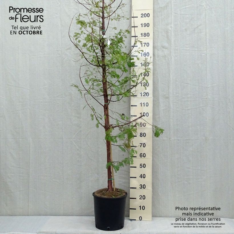 Esimerkki syksyllä toimitetusta Kiinanpunapuu - Metasequoia glyptostroboides 18 litran/20 litran ruukku-taimesta