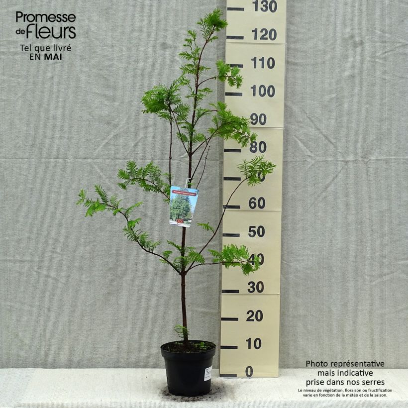 Esimerkki keväällä toimitetusta Kiinanpunapuu - Metasequoia glyptostroboides Ruukku 3L / 4L-taimesta
