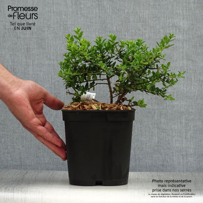 Esimerkki kesällä toimitetusta Metrosideros carmineus Ferris Wheel Pot de 3L/4L-taimesta