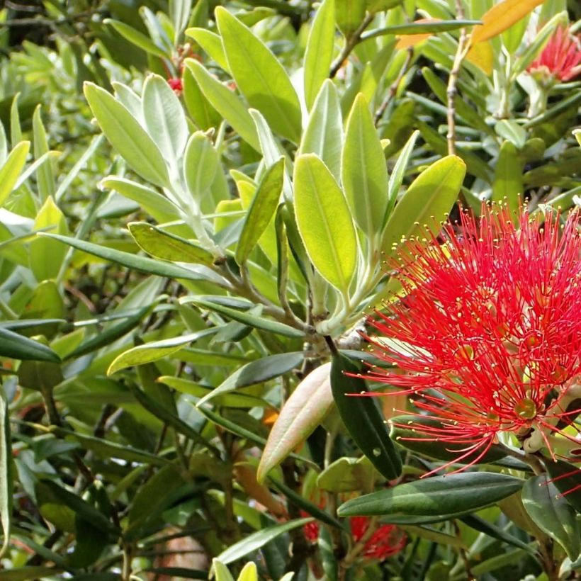 Maorihehkupuu - Metrosideros excelsa (Lehvistö)