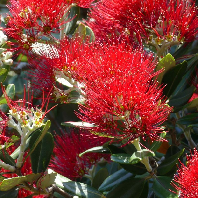 Maorihehkupuu - Metrosideros excelsa (Kukinta)