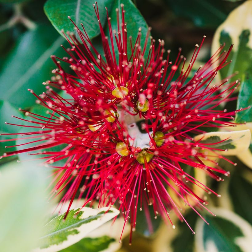 Metrosideros kermadecensis Sunninghill (Kukinta)