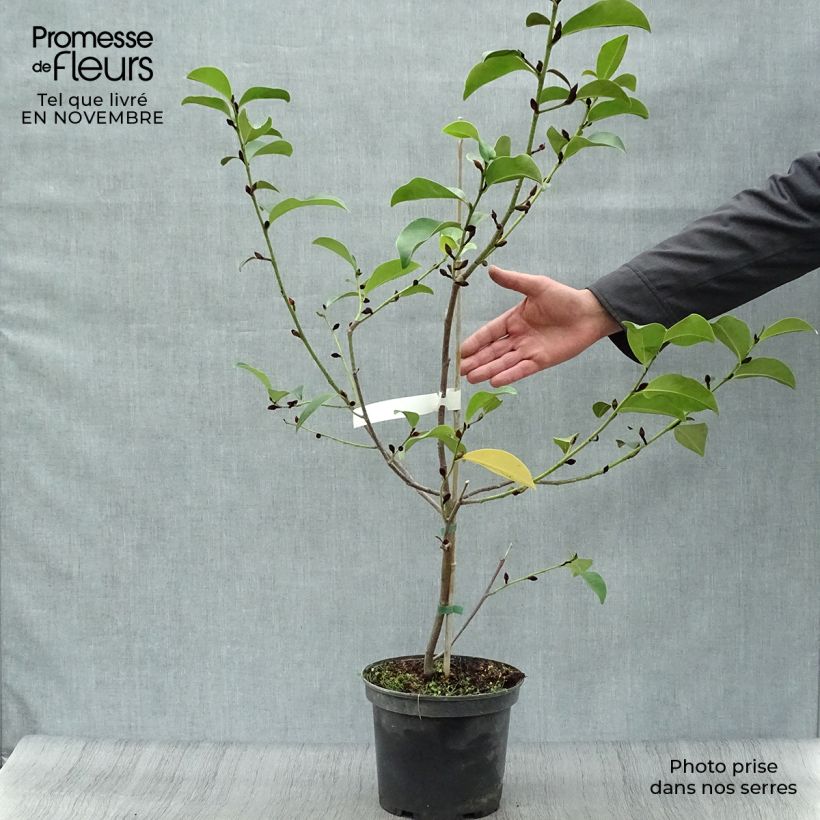 Esimerkki syksyllä toimitetusta Magnolia Fairy Lime 4 litran/5 litran ruukku-taimesta
