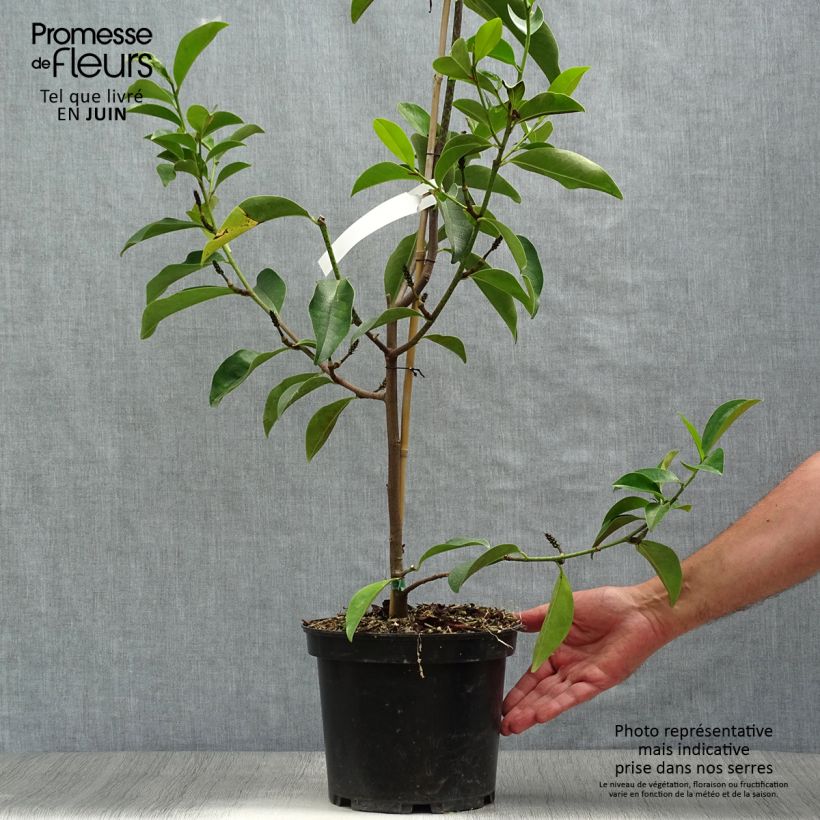 Esimerkki kesällä toimitetusta Liljamagnolia Fairy Lime Pot de 4L/5L-taimesta