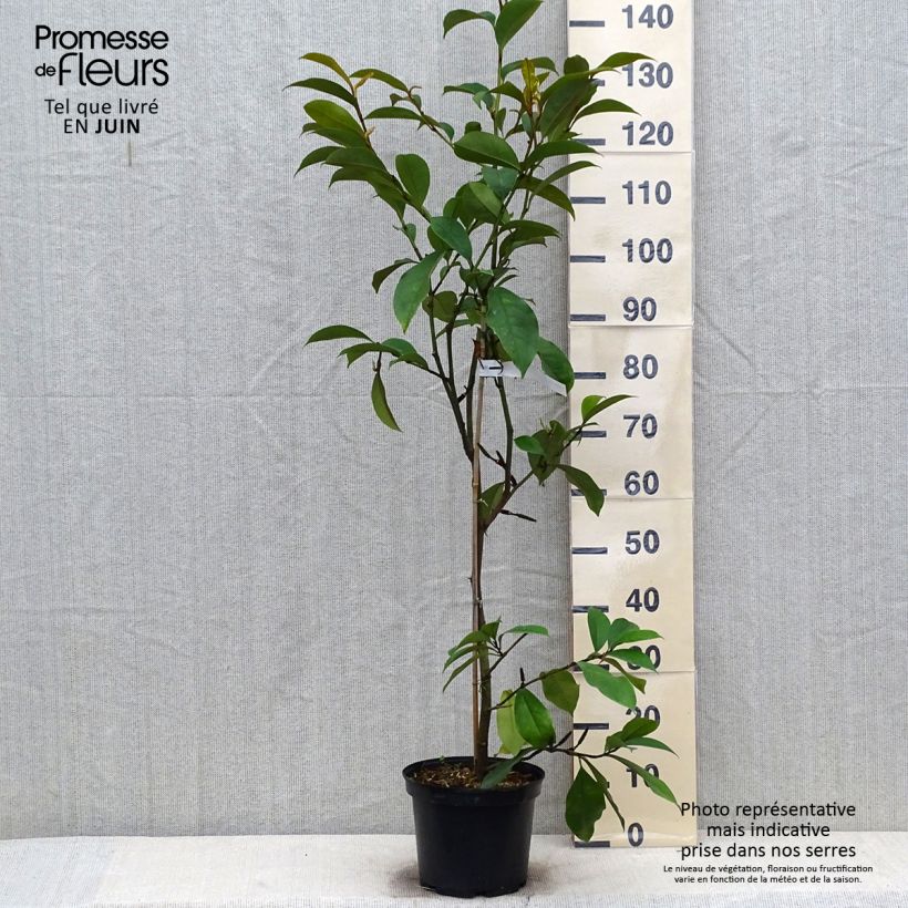 Esimerkki kesällä toimitetusta Liljamagnolia Allspice Ruukku 4L / 5L-taimesta