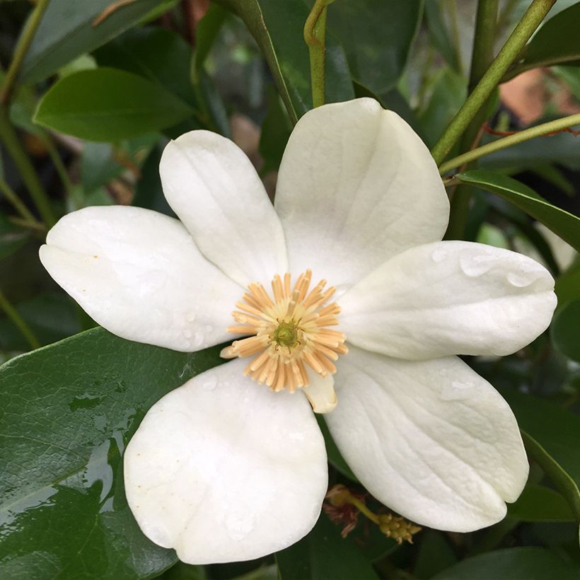 Liljamagnolia - Magnolia yunnanensis (Kukinta)