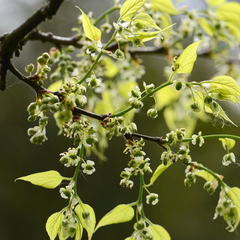 Amerikankeltis - Celtis occidentalis (Kukinta)