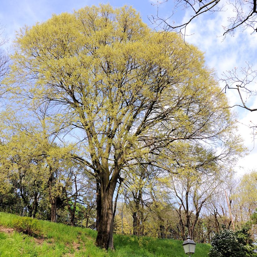 Amerikankeltis - Celtis occidentalis (Kasvutapa)