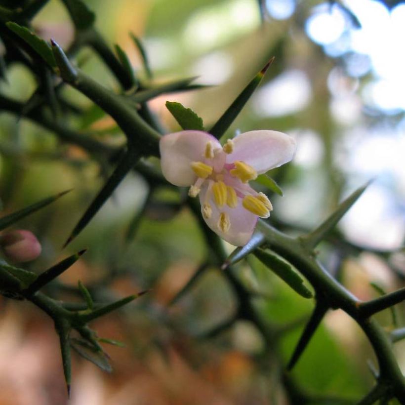 Sormilimetti - Microcitrus australasica (Kukinta)