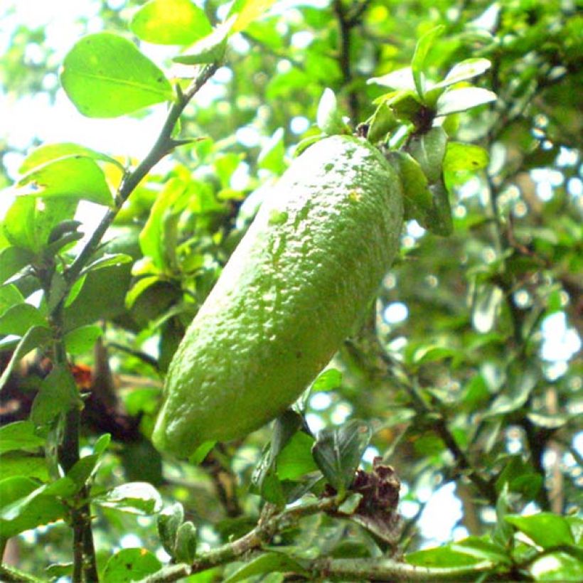 Sormilimetti - Microcitrus australasica (Sadonkorjuu)