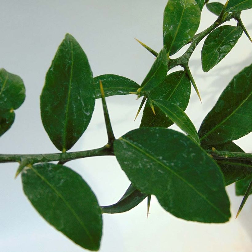 Sormilimetti Green Pearl - Microcitrus australasica (Lehvistö)