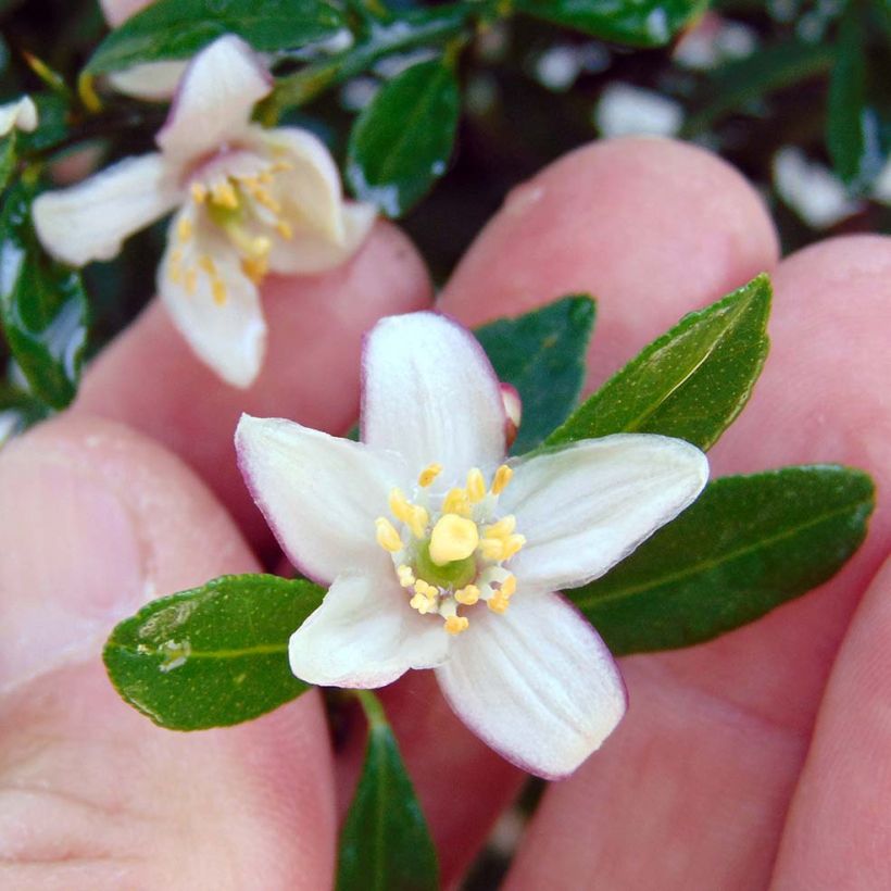 Sormilimetti Green Pearl - Microcitrus australasica (Kukinta)