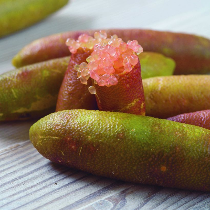 Sormilimetti Green Pearl - Microcitrus australasica (Sadonkorjuu)