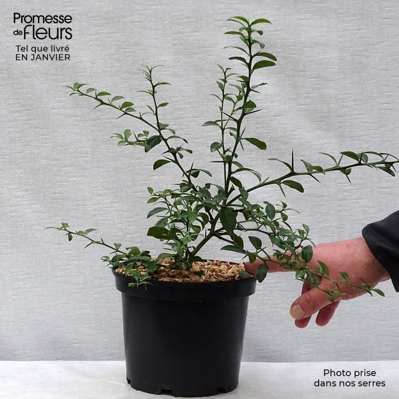Esimerkki talvella toimitetusta Sormilimetti Green Pearl - Microcitrus australasica 2 litran/3 litran ruukku, Pensas-taimesta