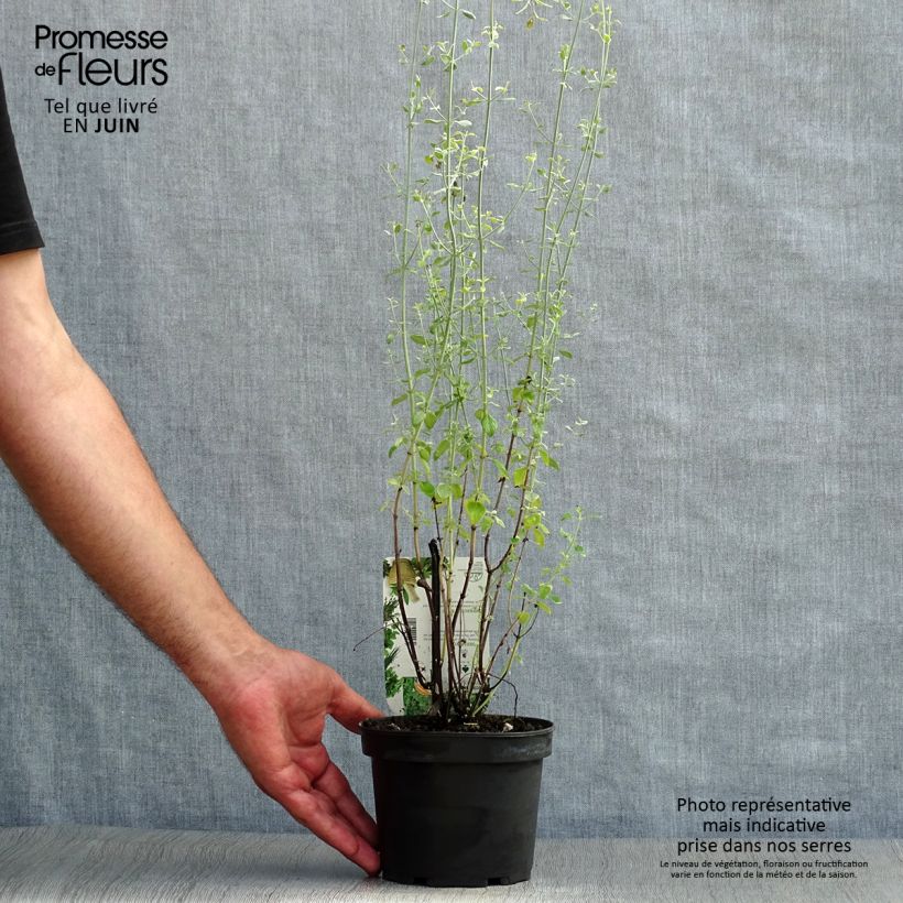 Esimerkki kesällä toimitetusta Timjamisirokki - Micromeria thymifolia Pot de 1,5L/2L-taimesta