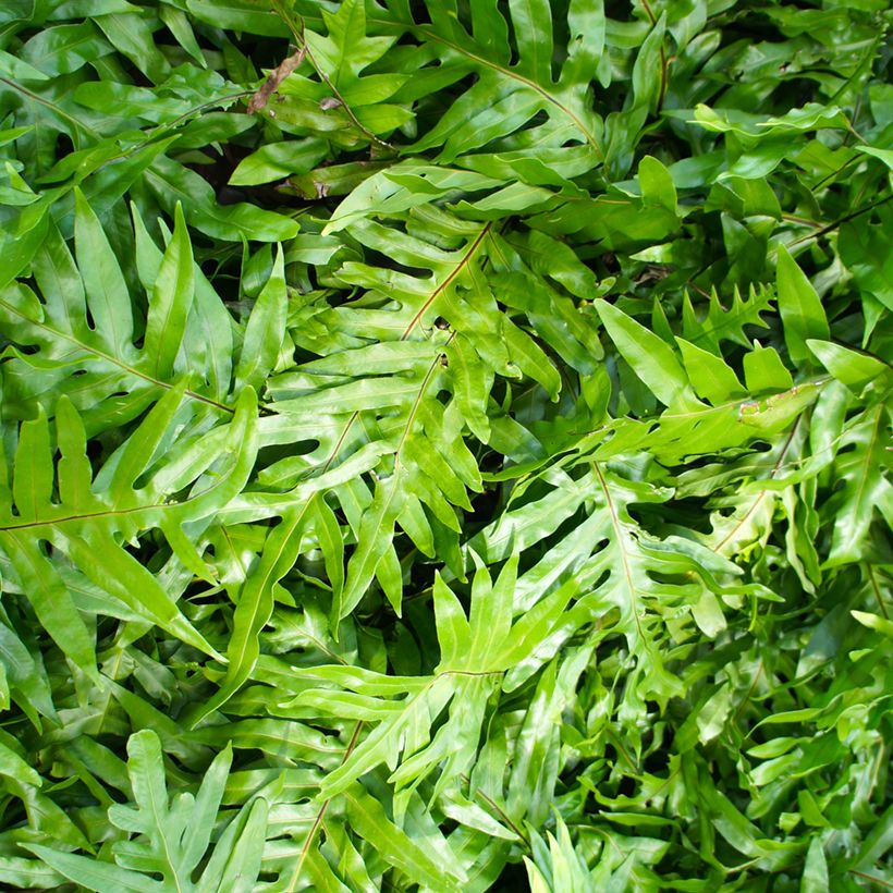 Microsorum diversifolium (Lehvistö)