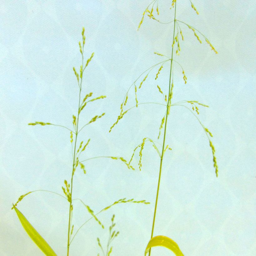 Lehtotesma Aureum (Kukinta)