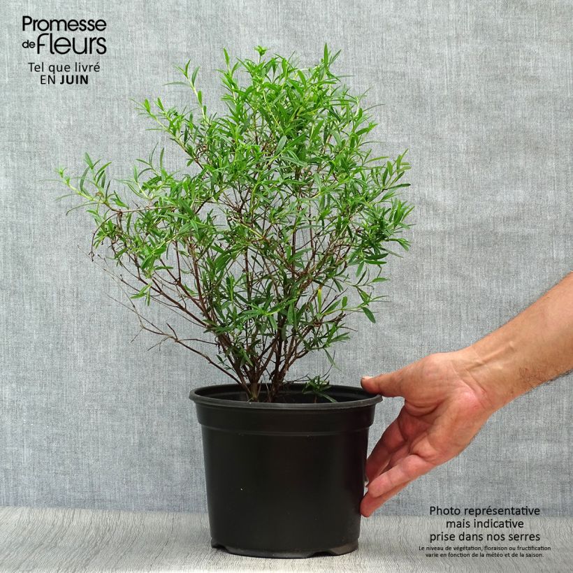 Esimerkki kesällä toimitetusta Pensaskuisma Buttercup Pot de 2L/3L-taimesta