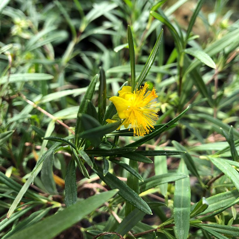 Pensaskuisma Buttercup (Lehvistö)