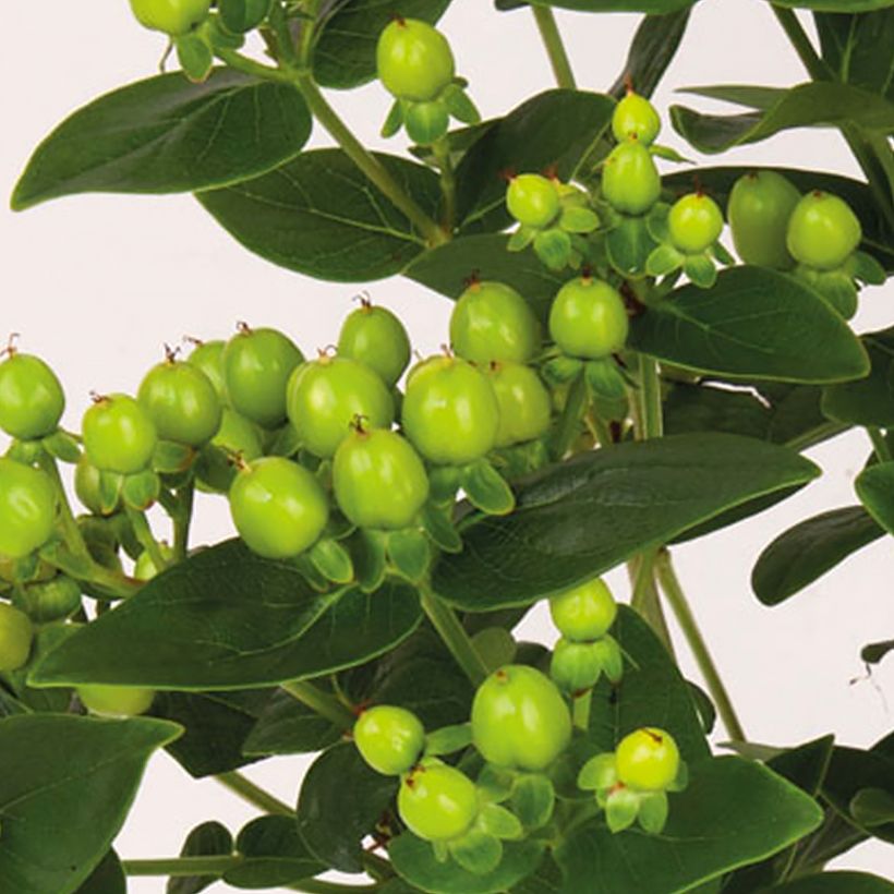 Marjakuisma Miracle Pistache (Sadonkorjuu)
