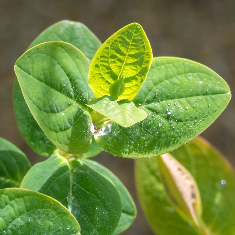 Marjakuisma Miracle Pistache (Lehvistö)