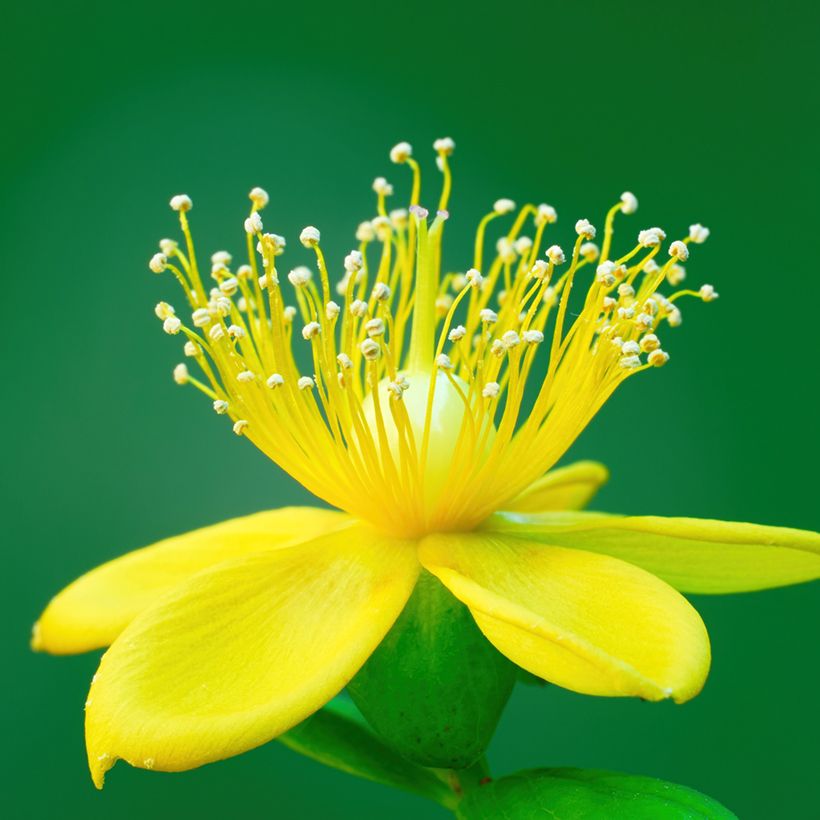 Marjakuisma Miracle Pistache (Kukinta)