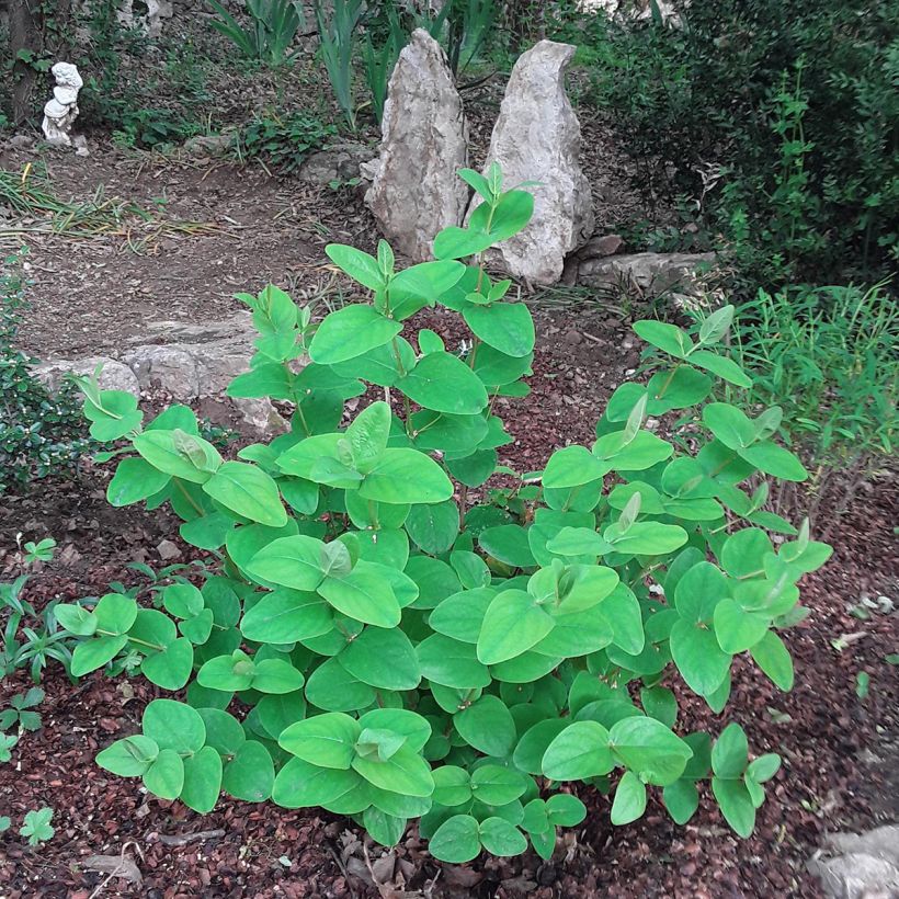 Marjakuisma Rheingold (Kasvutapa)