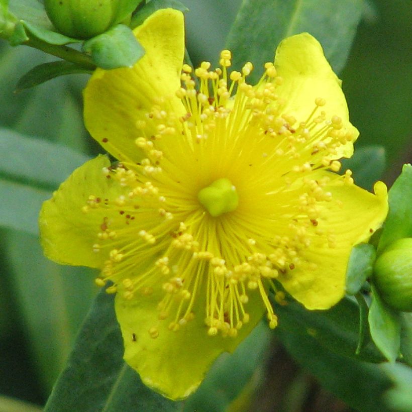 Kalminkuisma Cobalt-n-Gold (Kukinta)