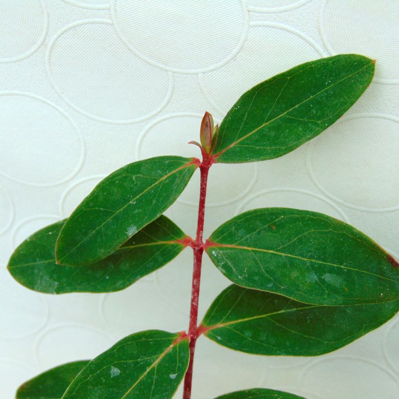 Pensaskuisma - Hypericum x moserianum (Lehvistö)