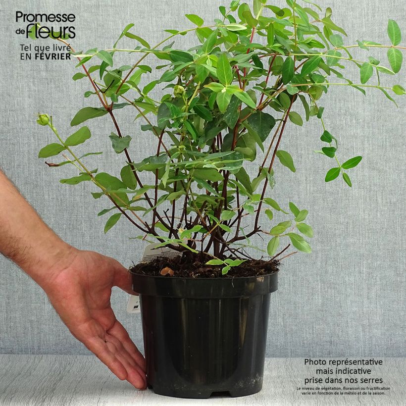 Esimerkki syksyllä toimitetusta Pensaskuisma - Hypericum x moserianum 2 litran/3 litran ruukku-taimesta