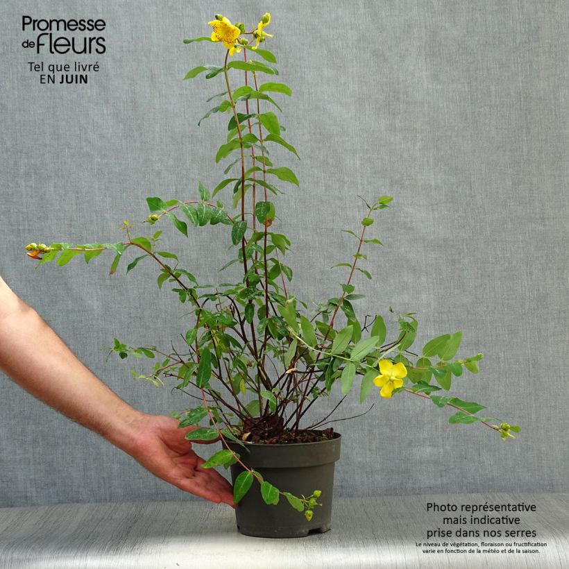 Esimerkki kesällä toimitetusta Pensaskuisma - Hypericum x moserianum Pot de 2L/3L-taimesta