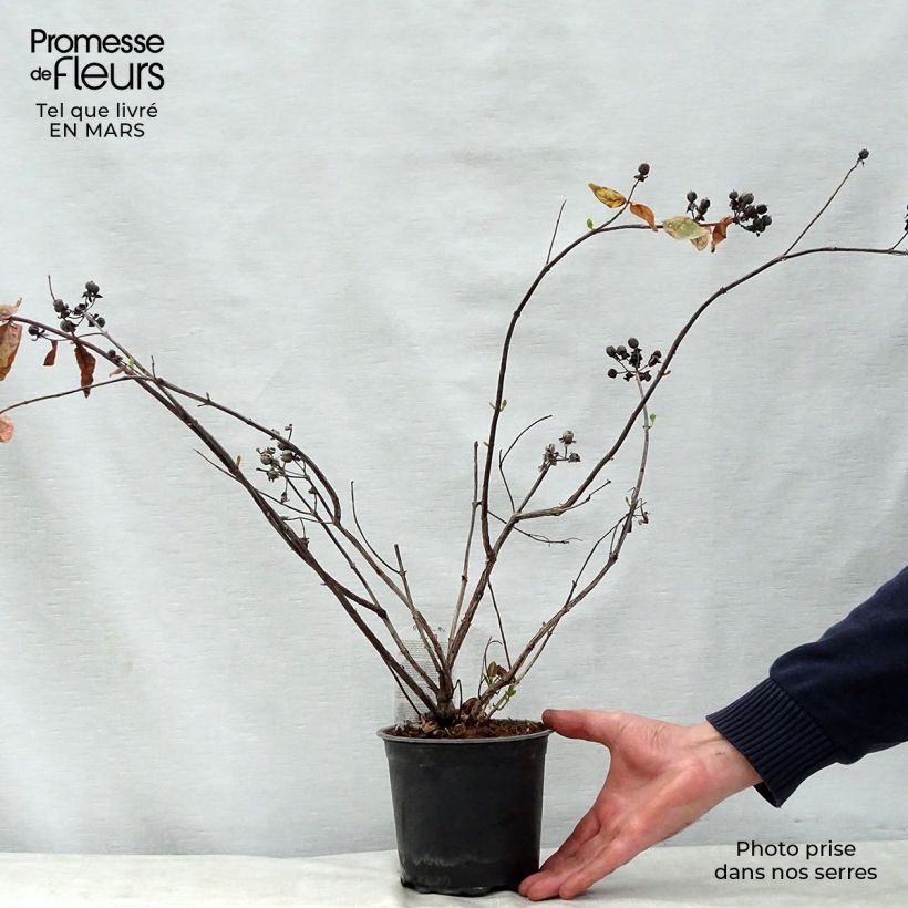 Esimerkki keväällä toimitetusta Marjakuisma Magical White Pot de 1,5L/2L-taimesta